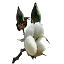 Fibre Crops image