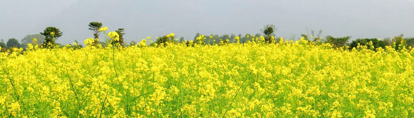 Banner Image of Protection of Plant Varieties and Farmers' Rights Authority - 4