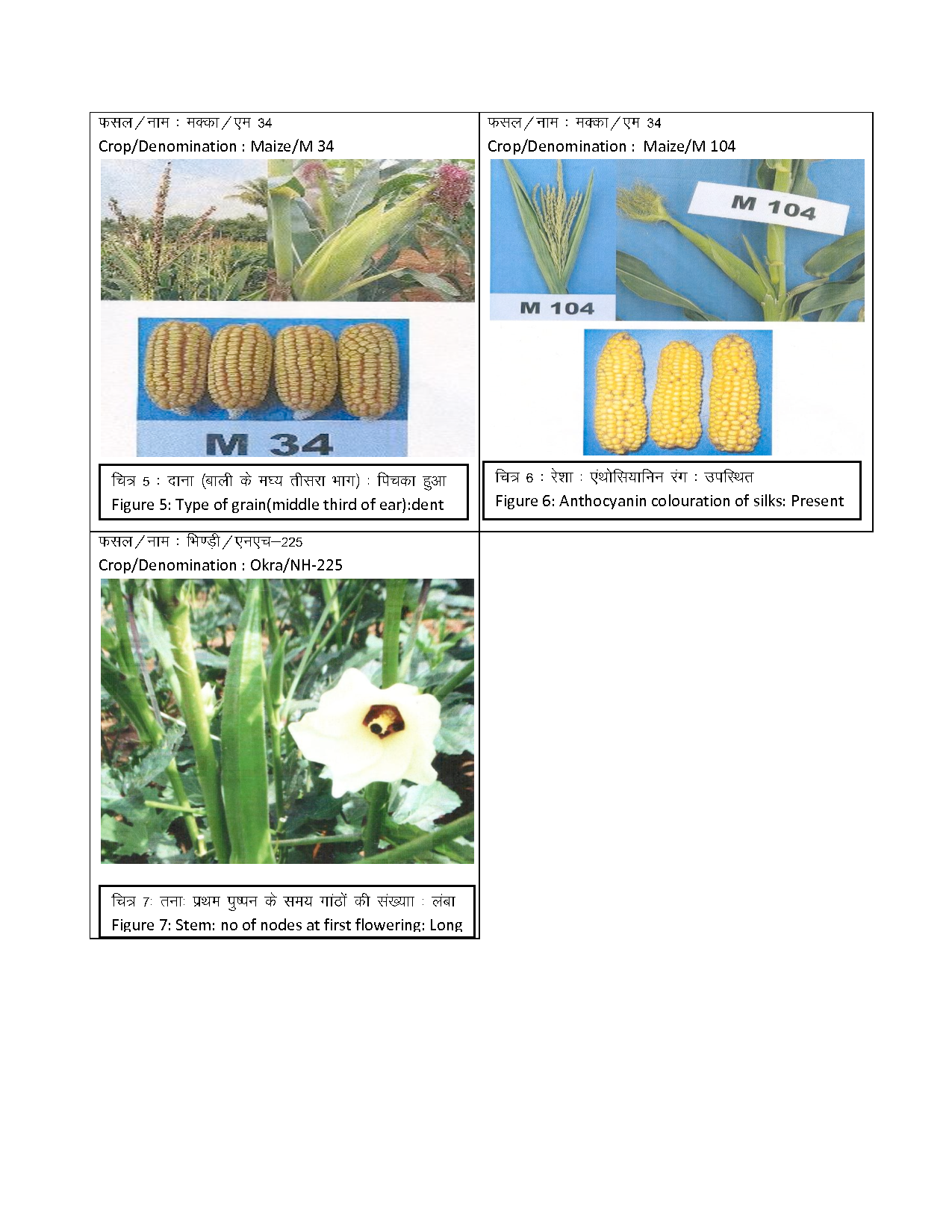 First Issue 09 January, 2017 (Vol.11 No.01) Official website of