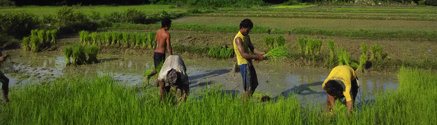 Banner Image of Protection of Plant Varieties and Farmers' Rights Authority - 2