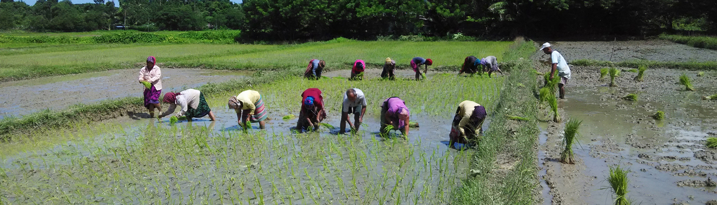 Banner Image of Protection of Plant Varieties and Farmers' Rights Authority - 1